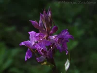 Rietorchis [Dactylorhiza majalis praetermissa]
